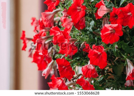 Shot at close range of a vase of red flowers. Royalty-Free Stock Photo #1553068628