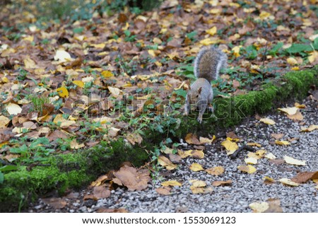 Squirrel in Monza park, Italy, Europe