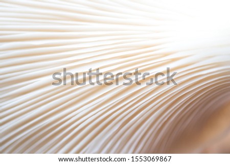 Macro image of beautiful white  mushroom growing in the forest showing the under belly of the fungus. Wallpaper picture with copy space
