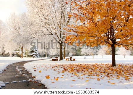 Early snow background, climate changing concept.Scenic morning landscape with bright color maple tree and fallen leaves on a fresh snow in a foreground and covered by snow tees in a small city park. Royalty-Free Stock Photo #1553083574