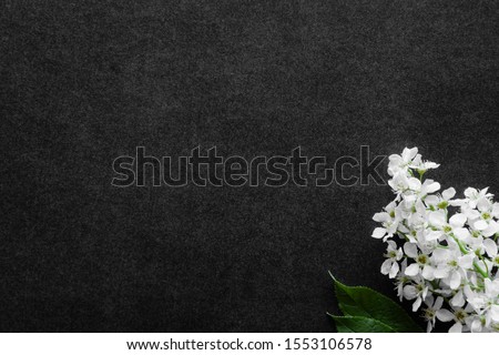Fresh flowers branch of white bird cherry on dark background. Condolence card. Empty place for emotional, sentimental text, quote or sayings.  Royalty-Free Stock Photo #1553106578