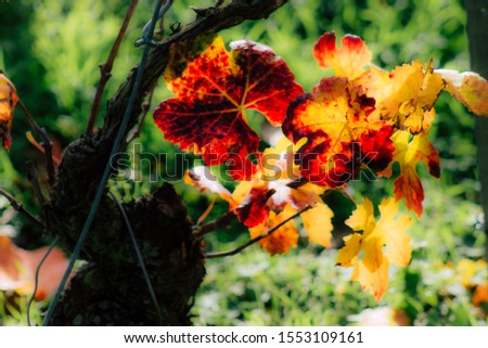 Closeup of leaves in the vineyard during autumn in the countryside of Reims in France