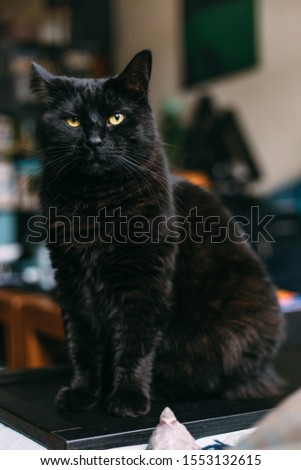 Black cat sitting peacefully in a living room and looking right into the lens