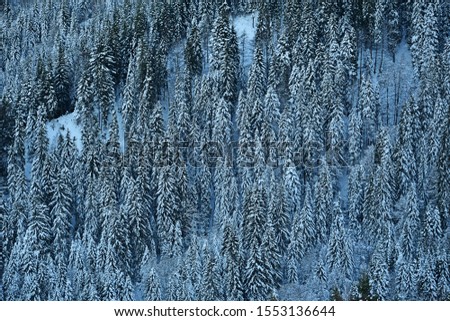 Pine forest on mountain covered with white snow.