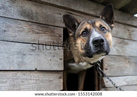 
sad dog on a chain sitting in a booth on the street. dog with sad eyes. dog on a chain. watchdog Royalty-Free Stock Photo #1553142008