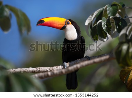 Close up of a Toco Toucan perched in a tree, Pantanal, Brazil