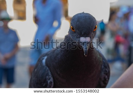Closeup picture of a pigeon looking into the camera