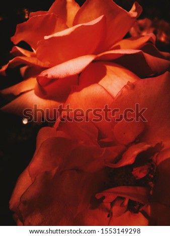 Garden flowers, beautiful nature and romantic holiday concept - Wonderful blooming rose flower at sunset, floral beauty background