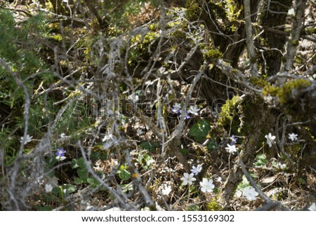 Hepatica Nobilis wild flowers in mountain   Los ojos del Cabriel river source in Teruel Aragon Spain