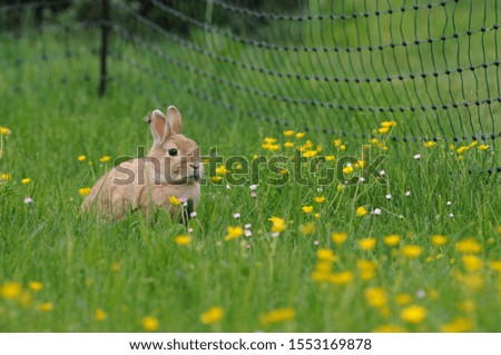 Brown rabbit on the right side of the fence with yellow flowers