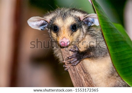 Big eared opossum photographed in Pedra Azul, Espirito Santo. Southeast of Brazil. Atlantic Forest Biome. Picture made in 2014.