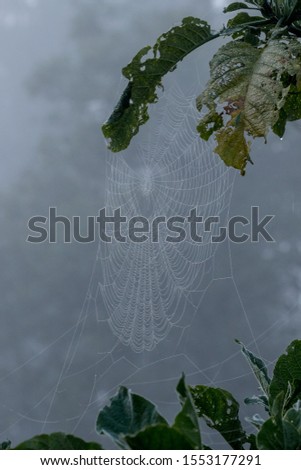 spider webs on trees in a foggy day