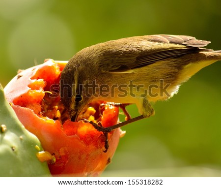 Magnificent image of a splendid bird phylloscopus canariensis perched on a delicious ripe prickly pear eating its exquisite and juicy fruit pulp, on unfocused natural green background