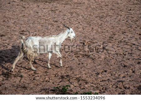 Picture of a goat walking in the countryside of northeastern Brazil