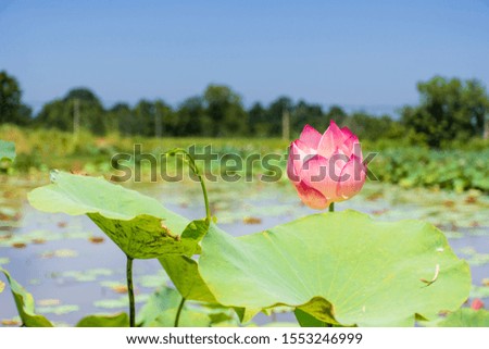 Beautiful pink lotus flower in the pond, flowers for worship in Buddhism.