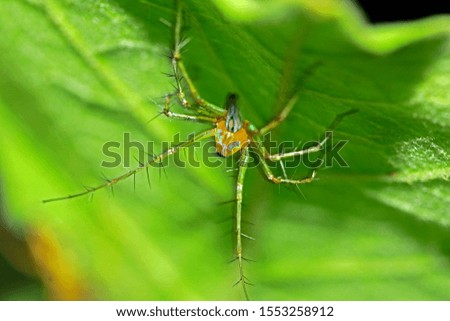 A spider on branch in nature