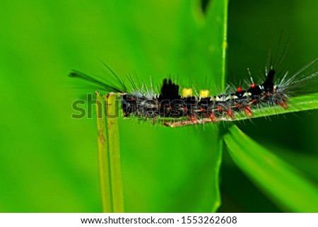 A caterpillar on branch in nature