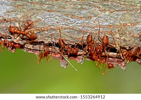 A red ant on branch in nature