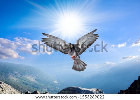 Dove in the air with wings wide open Angel Bird in Heaven. 