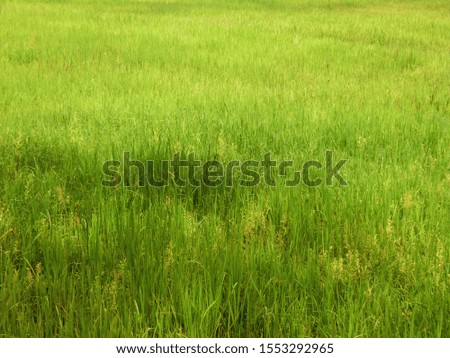 beautiful greenery scenic outdoor field with rice water plants. green concept.