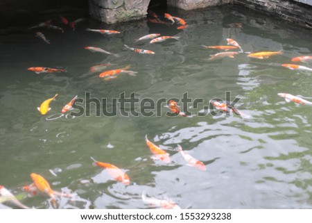 Swarms of goldfish swim in the tank