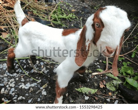 thailand​ goats animal face cute