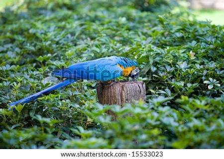 A mature '' Blue and Yellow Macaw (Ara ararauna)'' pecking at sunflower seeds on tree trunk.