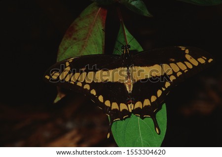 Giant Swallowtail Butterfly (Papilio Cresphontes)