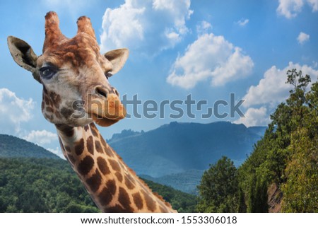 Giraffe against the backdrop of a mountain landscape under a cloudy sky