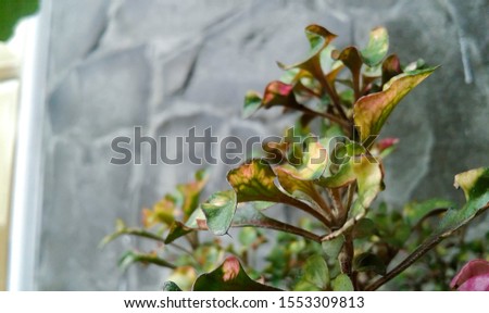 green plant with Leaves of nature, at outdoor