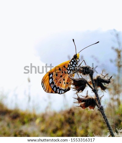 silent and calm photo of butterfly sitting above a hill