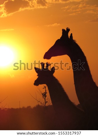 Two giraffe producing a beautiful silhouette to an orange African sunset