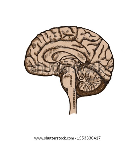 Human Brain on the White Background. Hand Drawn. Free Hand