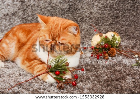 Cat exotic breed color red marble lies on a dark fluffy background next to Christmas toys and fir twigs with red berries