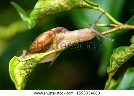 Snail moving on a branch