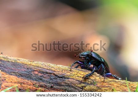 Forest Bug. Picture of a little bug in a forest of Bavaria in fall