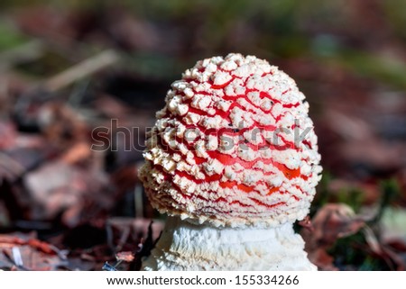 Mushroom in the Woods. Red color with white spots, growing in autumn. Beautiful but Deadly.  Picture of a wildlife poisonous fly agaric in a forest in Bavaria. Shot on a nice September Morning