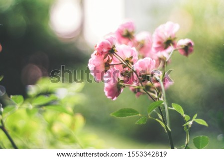 unfocused background image of little pink roses, copy space  / soft effect of manual optics