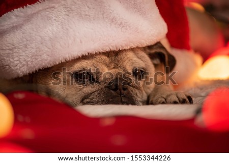 Portrait of a pug wearing a Christmas hat on the Christmas themed background.