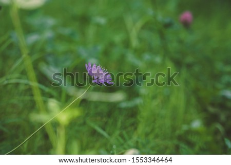 Colorful floral background with beautiful purple flower in the foreground