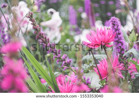 Close-up image of colorful flowers, with selective focus, copy space and backlighting bokeh  / soft effect of manual optics