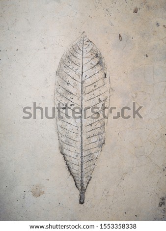 Leaf texture press on concrete floor. Decorate vintage style wall.