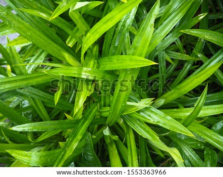 Picture of pandan leaves that grow in the garden