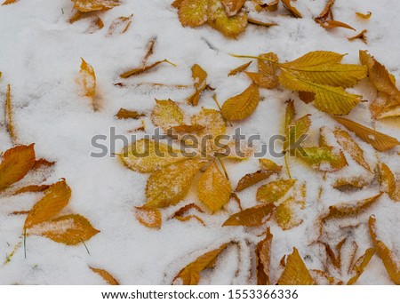 The first snow fell in the fall. Snow lies on green and yellow leaves. Snowfall and winter. Cloudy snowy weather.
