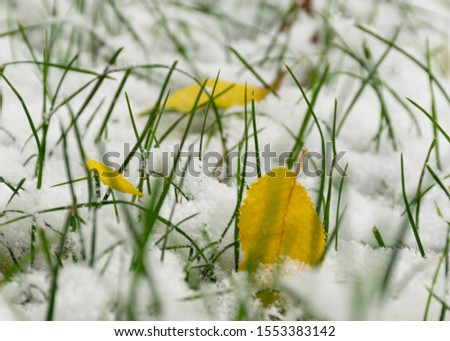 The first snow fell in the fall. Snow on the green grass with yellow leaves. Cloudy snowy weather. Background.
