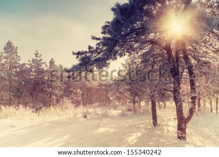 Vintage winter morning, sun rays shine through branches