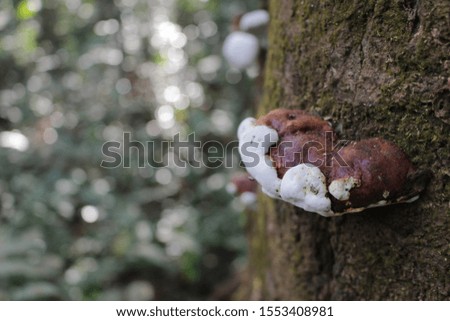 Mushroom in rain forest scene and bokeh on background.
