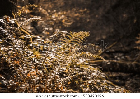 Bush with fern leaves on a background of autumn forest.