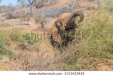 African elephant with raised trunk and an open mouth forages in the bush image in horizontal format with copy space