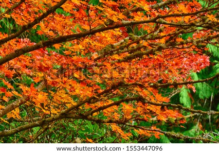 Brightly colored autumn leaves in the Washington Park Arboretum, Seattle
